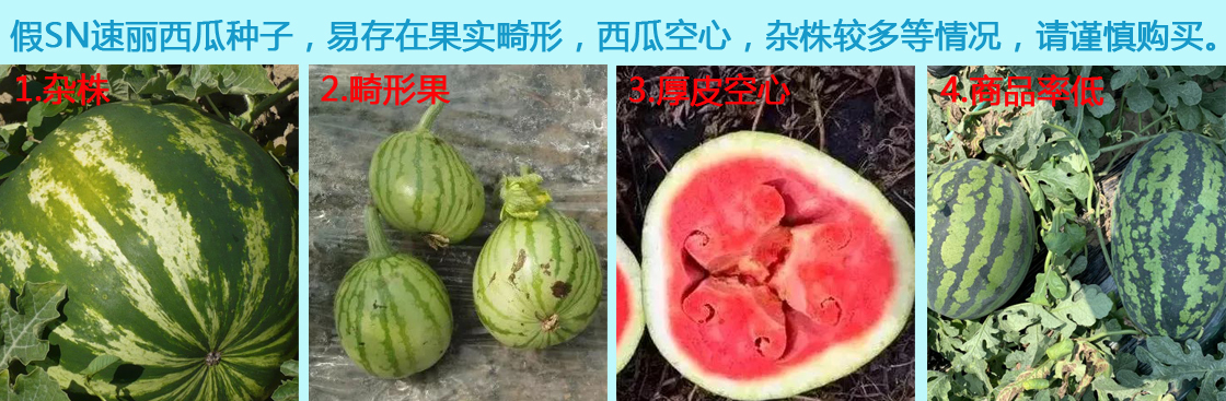 1612425832755955.jpg SN速麗打假.jpg